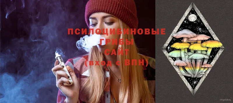 Псилоцибиновые грибы Cubensis Киржач